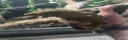 Gecko reptiles for sale: 6x leachianus geckos - Advert 9