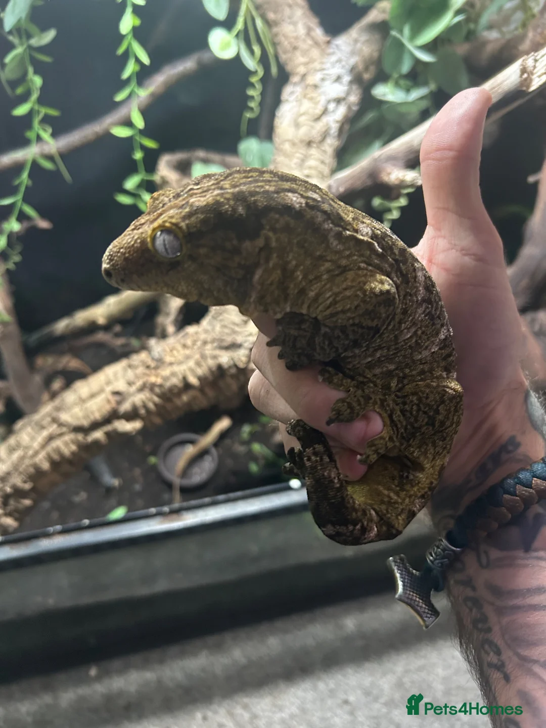 Gecko reptiles for sale: 6x leachianus geckos - Advert 9