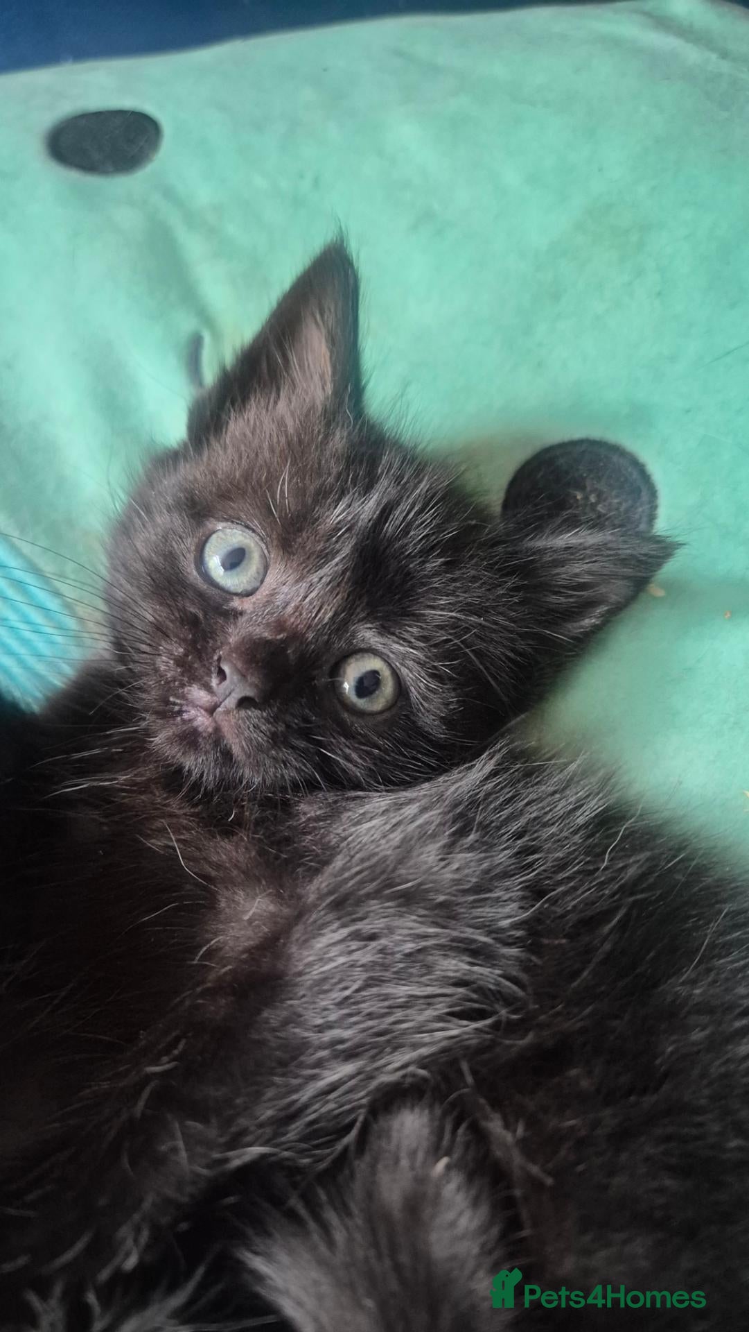 Mixed Breed cats Gorgeous male kittens - Advert 10