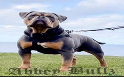 Olde English Bulldogge dogs for sale: Old English Bulldog Puppy’s  - Image 14