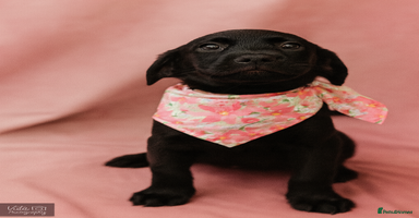 Labrador Retriever dogs - Advert 9