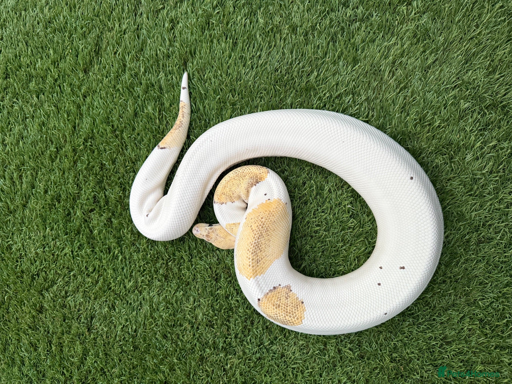 Python Snake reptiles Various Royal Pythons For Sale - Advert 6