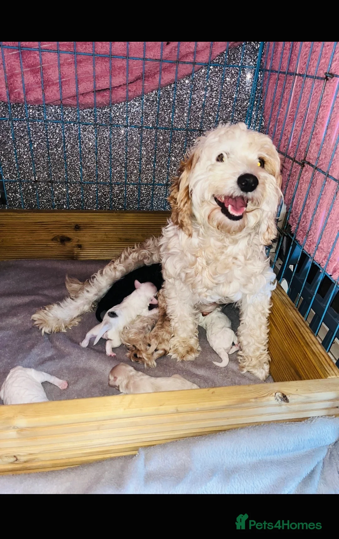 Cockapoo dogs for sale: Stunning cockapoo puppys  - Advert 19