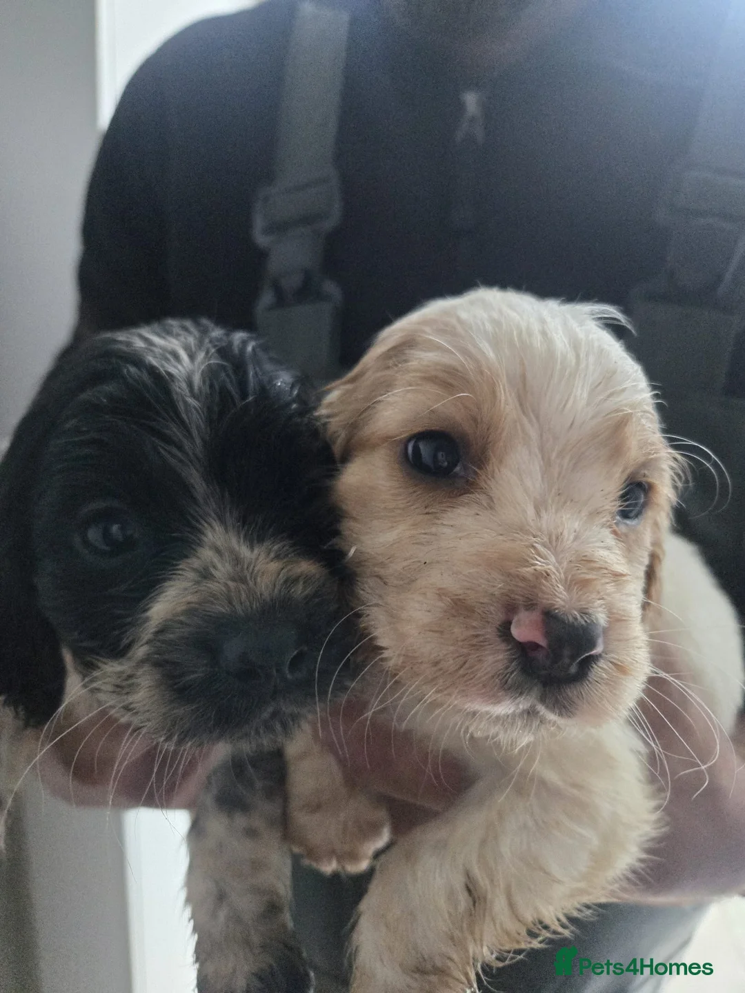 Cocker Spaniel dogs for sale: Working cocker beauties - Advert 2