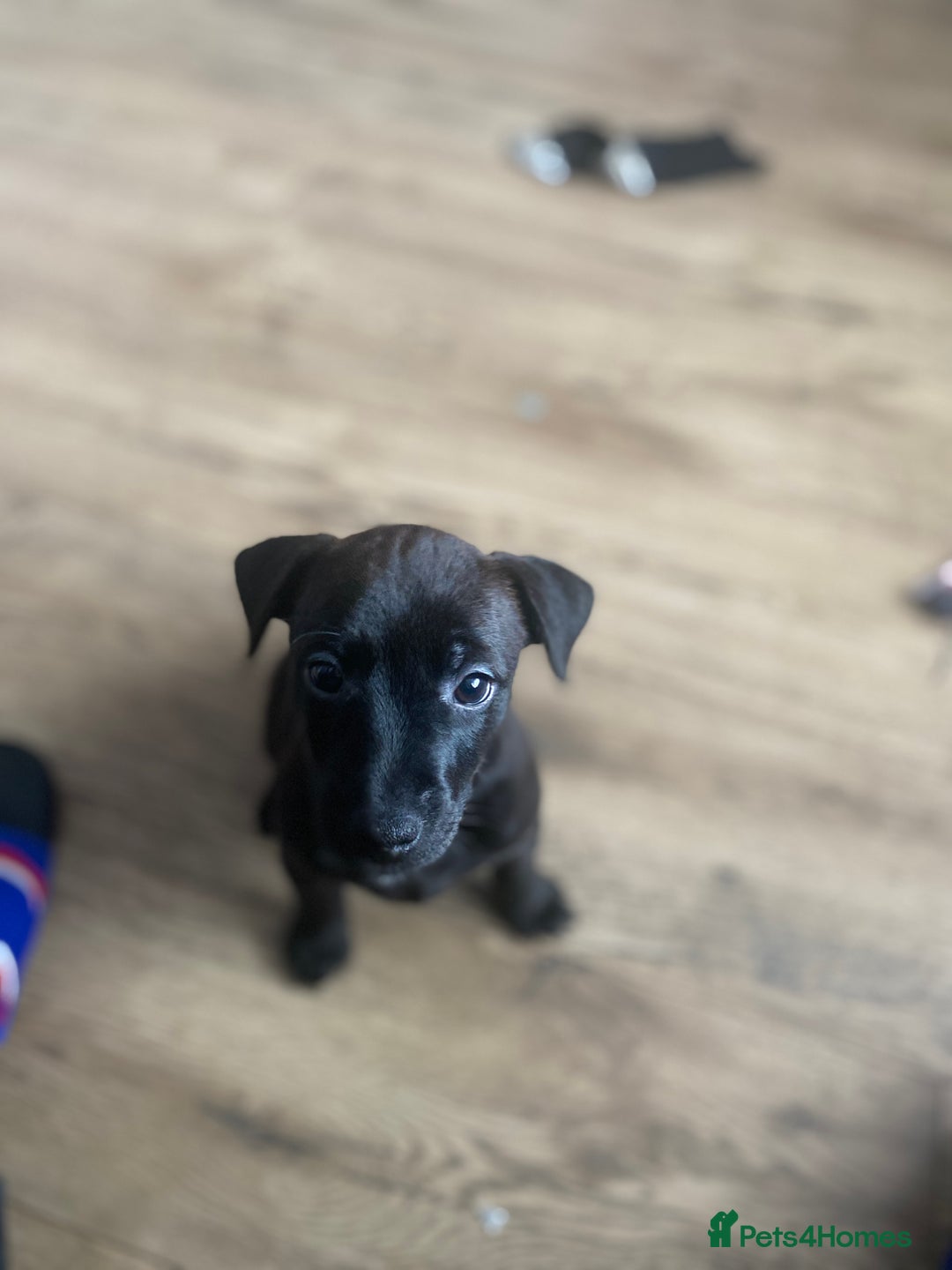 Mixed Breed dogs for sale: Plummer x Patterdale puppies  - Advert 14