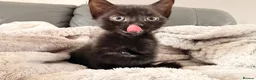 Mixed Breed cats for sale: Gorgeous female kitten - Advert 3