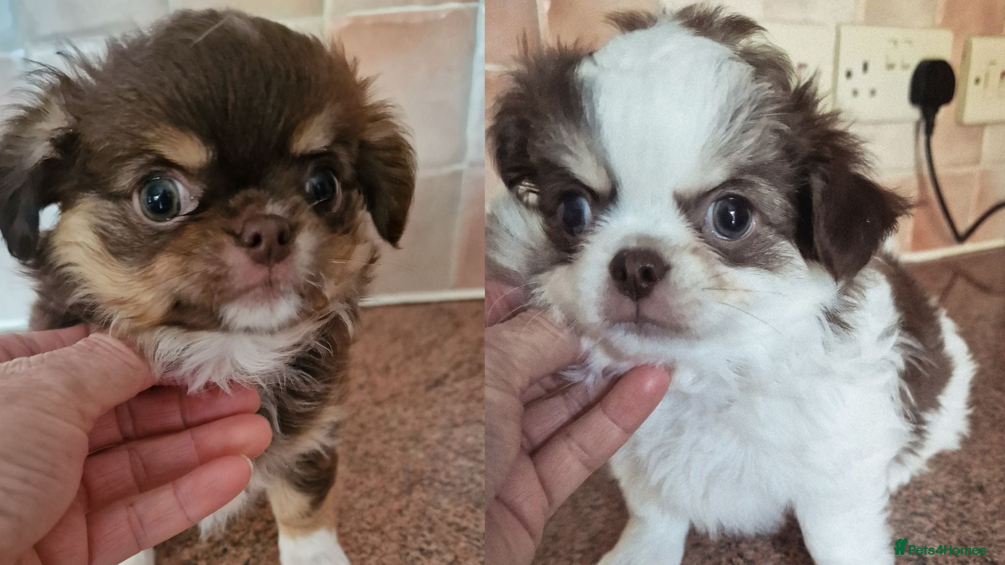 Chihuahua dogs  Long Coat KC CHI pups 1 BOY & 1 GIRL - Advert 11