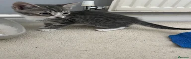  Female Grey and White 