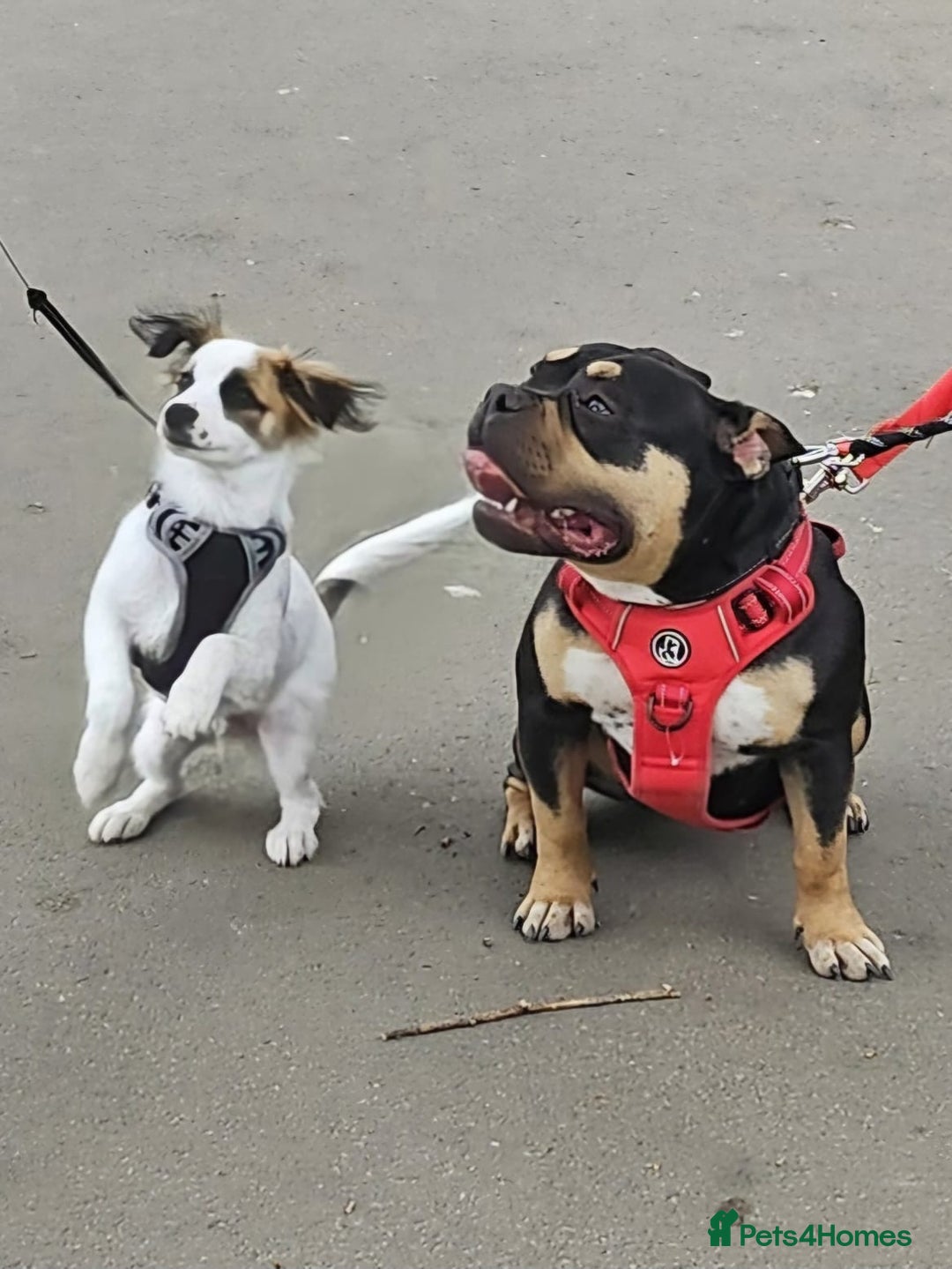 American Bully dogs for sale: Abkc Reg Female American Pocket Bully - Advert 6