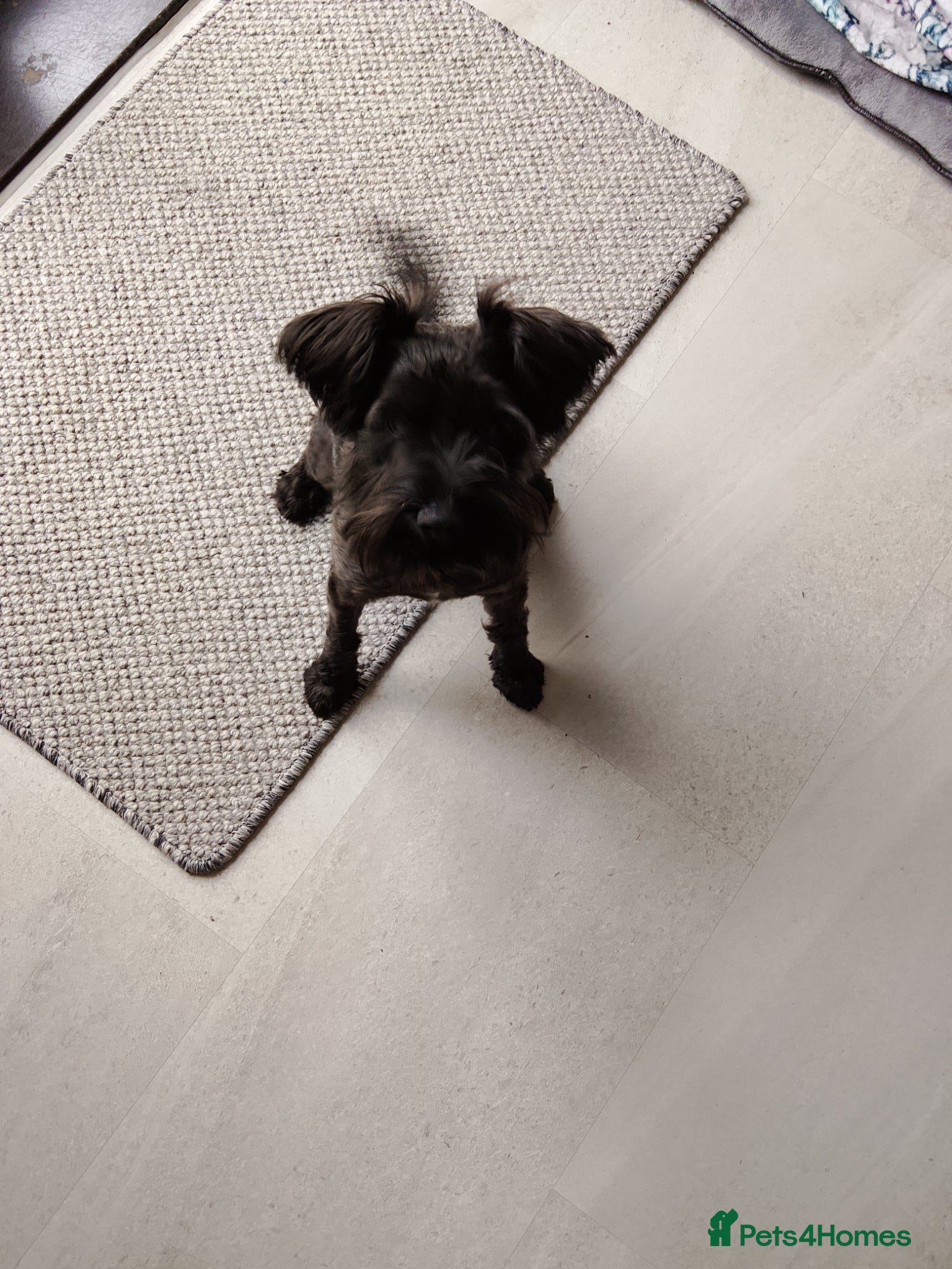 Miniature Schnauzer dogs Girls  - Advert 6