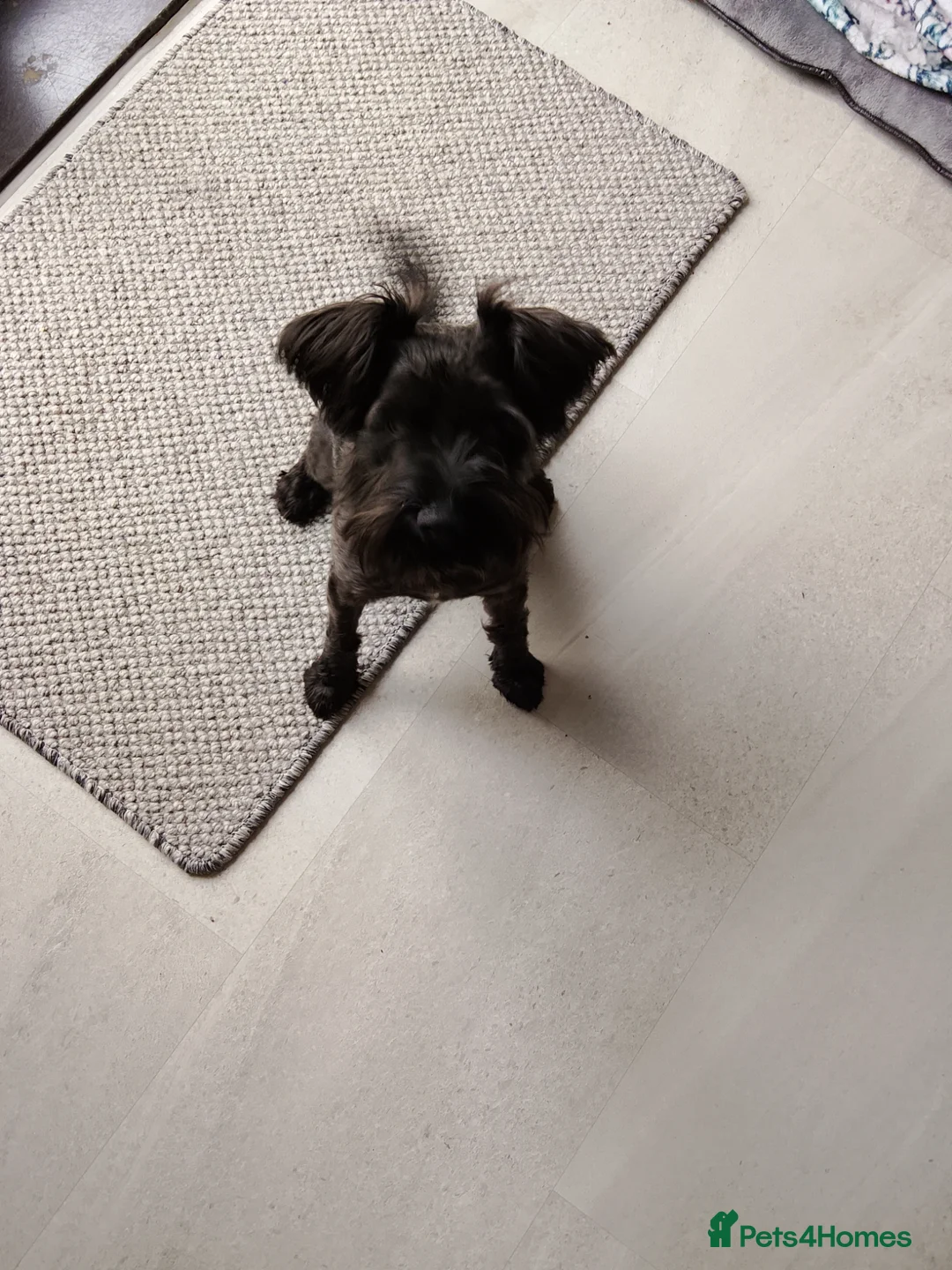 Miniature Schnauzer dogs for sale: Girls  in Herne Bay - Advert 1