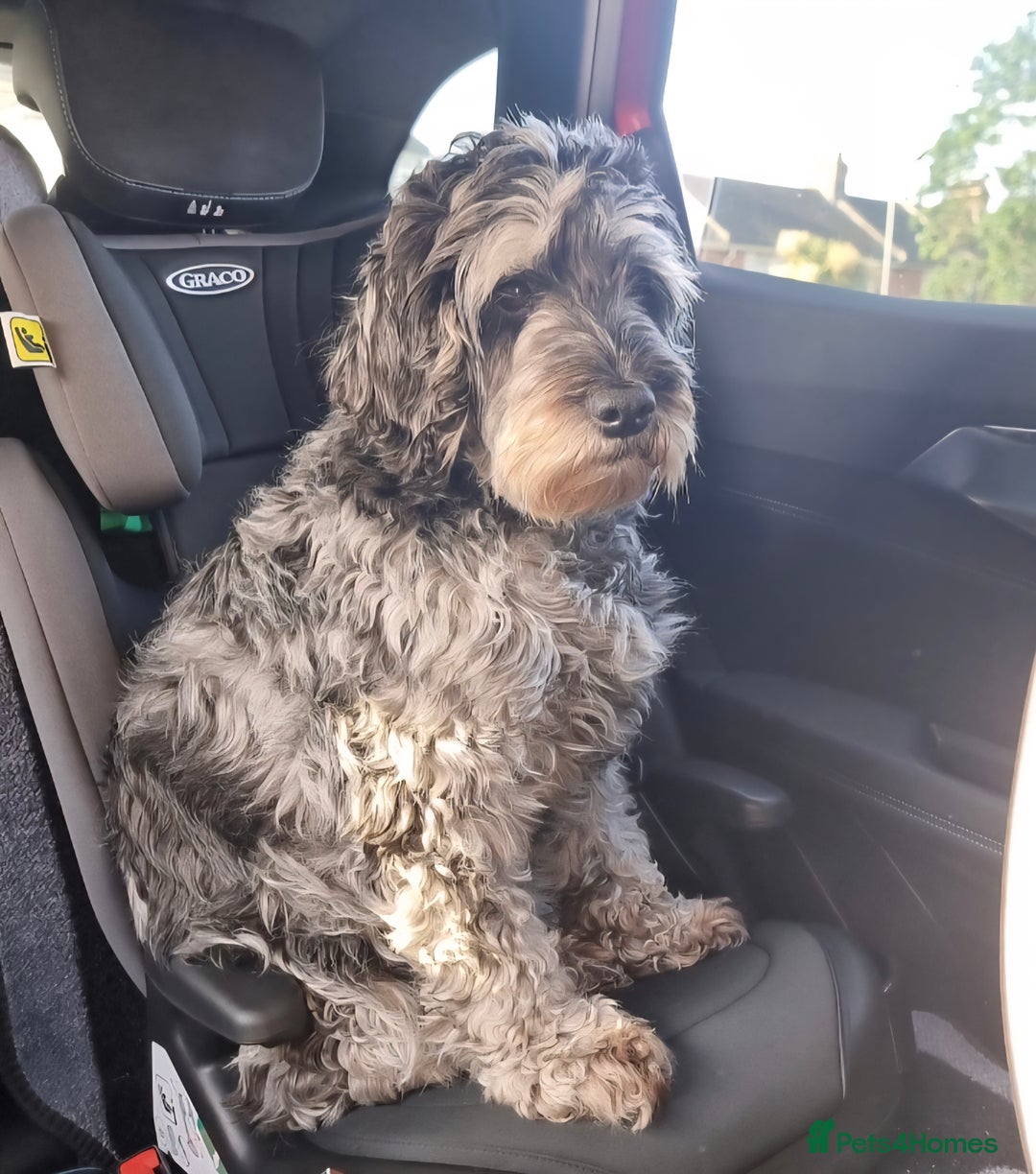 Cockapoo dogs for sale: Female Cockapoo - Advert 7