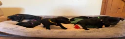 Staffordshire Bull Terrier dogs for sale: Black KC Reg/Health Tested Staffordshire Puppies. - Advert 31