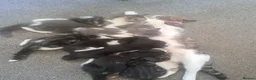 Mixed Breed cats for sale: 7 adorable kittens ready for a new home - Advert 10
