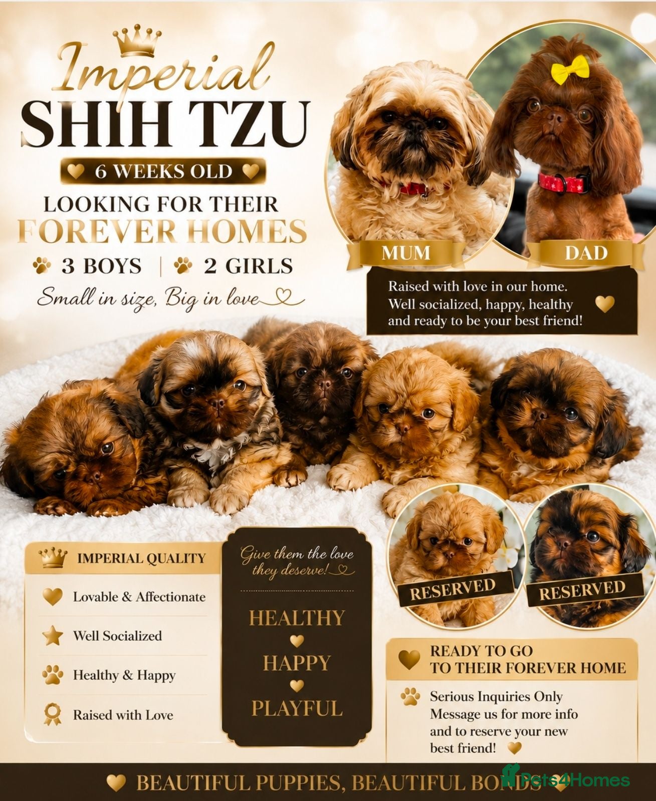 Shih Tzu dogs Stunning Imperial Shihtzu Puppies  - Advert 6