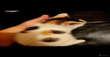 Mixed Breed cats - Advert 5
