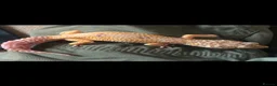 Leopard Gecko reptiles for sale: Leopard Gecko female  in Northwich - Advert 5