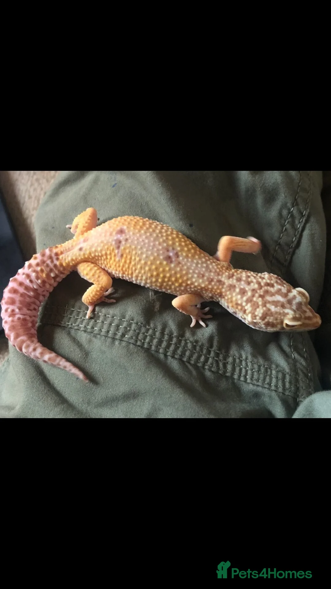 Leopard Gecko reptiles for sale: Leopard Gecko female  in Northwich - Advert 5