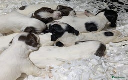 English Springer Spaniel dogs for sale: Speckled mixed colour ESS pups,TESTED PARENTS - Image 16
