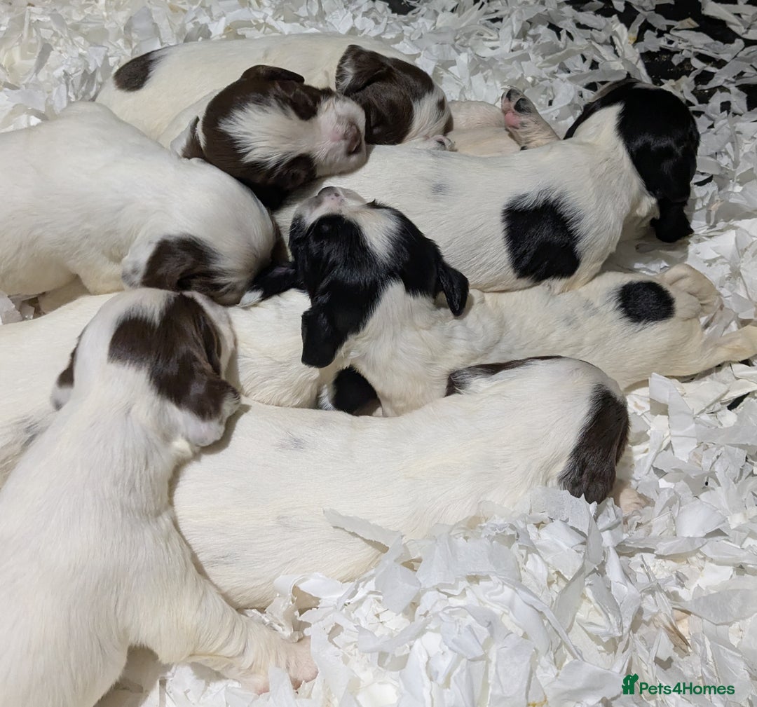 English Springer Spaniel dogs for sale: Speckled mixed colour ESS pups,TESTED PARENTS - Image 16