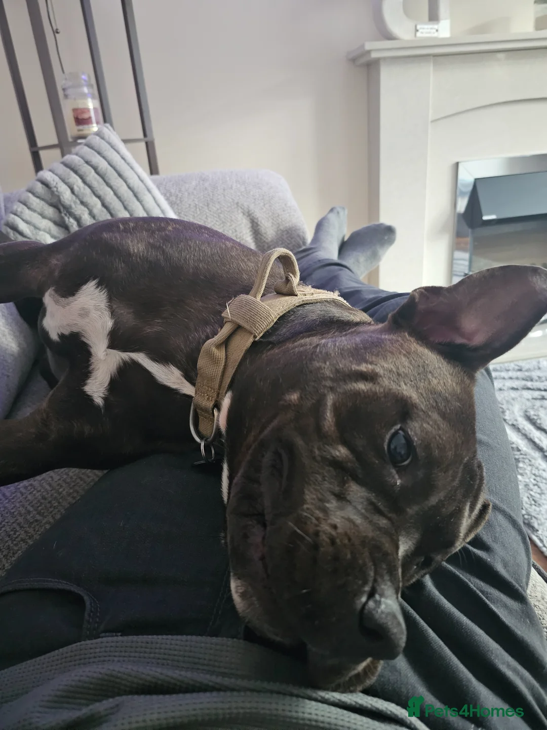 Mixed Breed dogs for sale: Big stocky staffie in Darlington - Advert 2