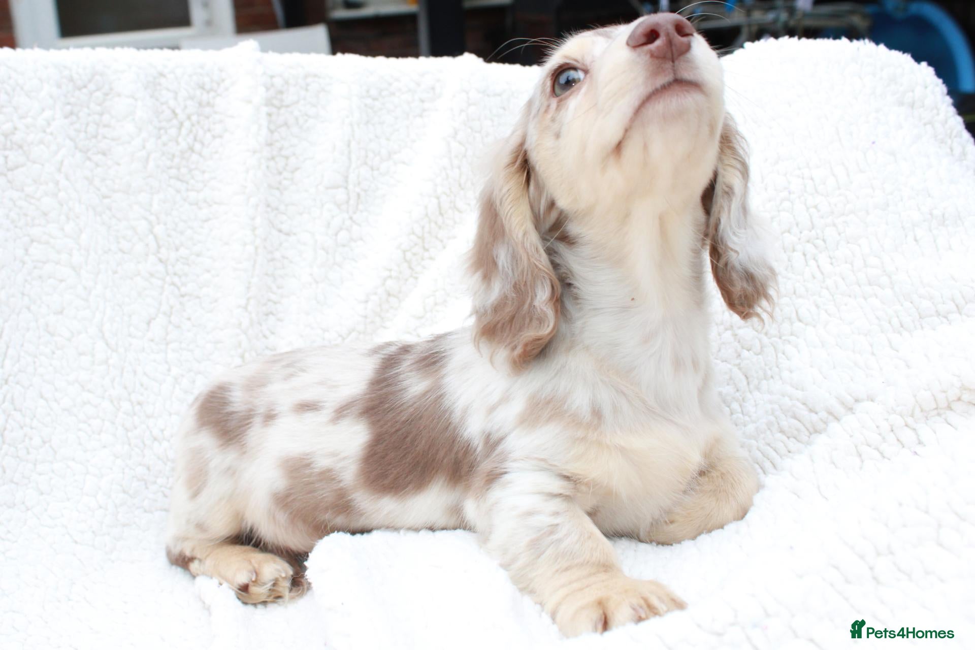 Miniature Dachshund dogs for sale: KC Chocolate Cream Dapple  - Advert 18