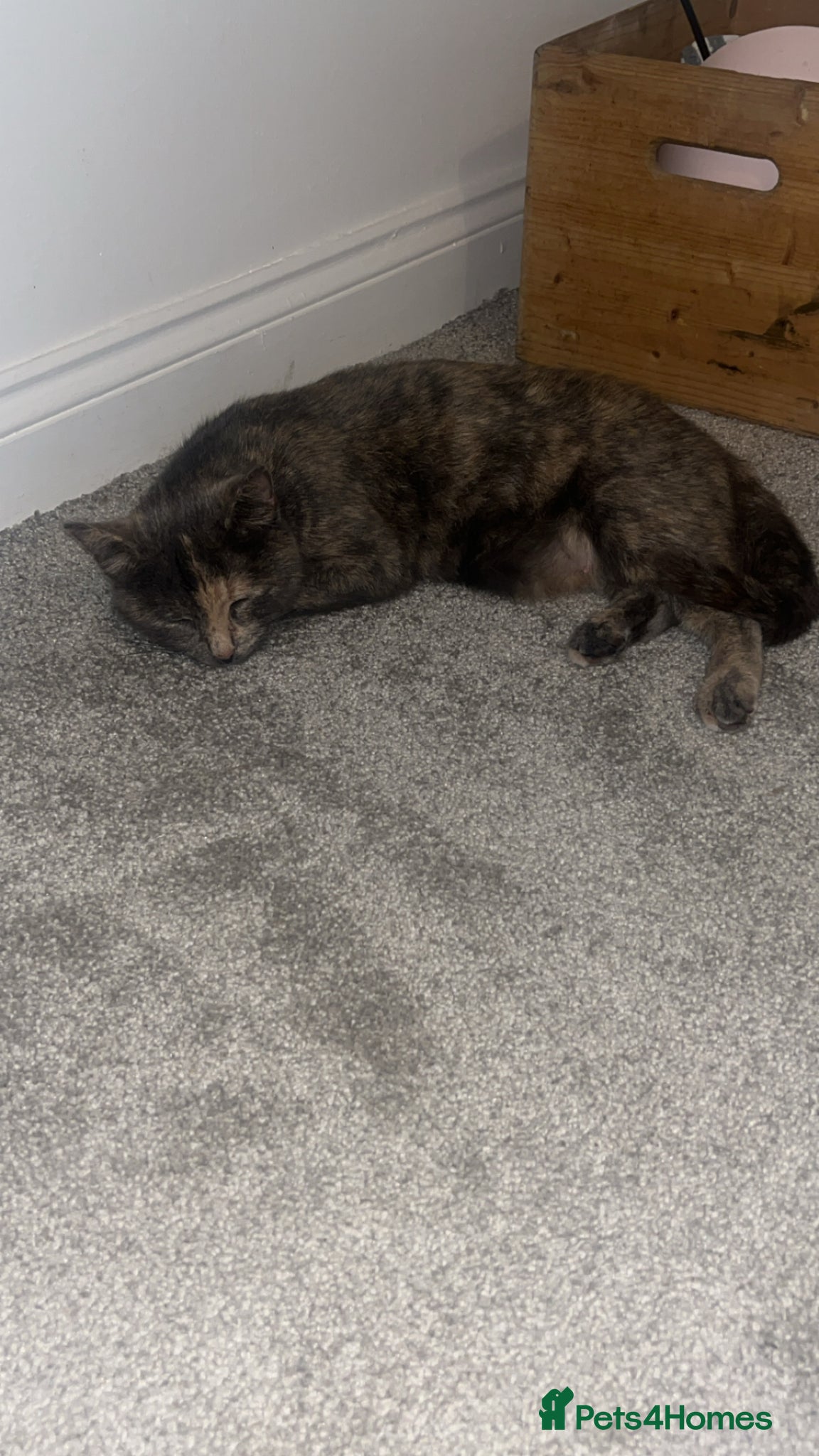 Maine Coon cats for sale: Beautiful tortoiseshell/mainecoon kittens❤️ - Advert 2