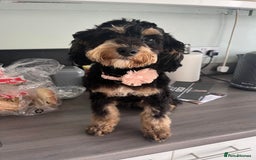 Mixed Breed dogs for sale: Gorgeous Puppies for sale - Image 6