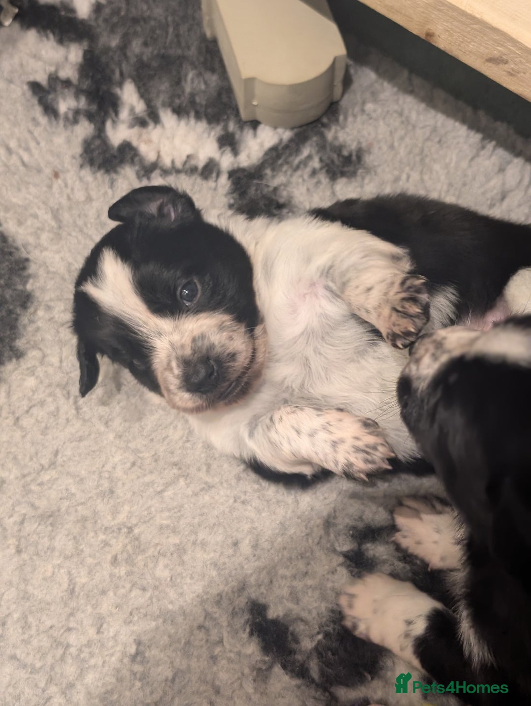 Border Collie dogs for sale: Collie mix puppies looking for their families! - Image 20