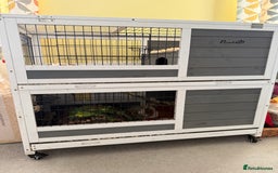 Guinea Pig rodents for sale: Four female guinea pigs and hutch for sale - Image 9