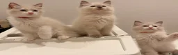 Ragdoll cats for sale: Beautiful blue eyes baby’s  in Hailsham - Advert 1