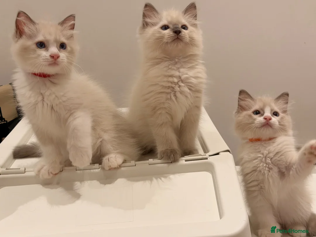 Ragdoll cats for sale: Beautiful blue eyes baby’s  in Hailsham - Advert 1
