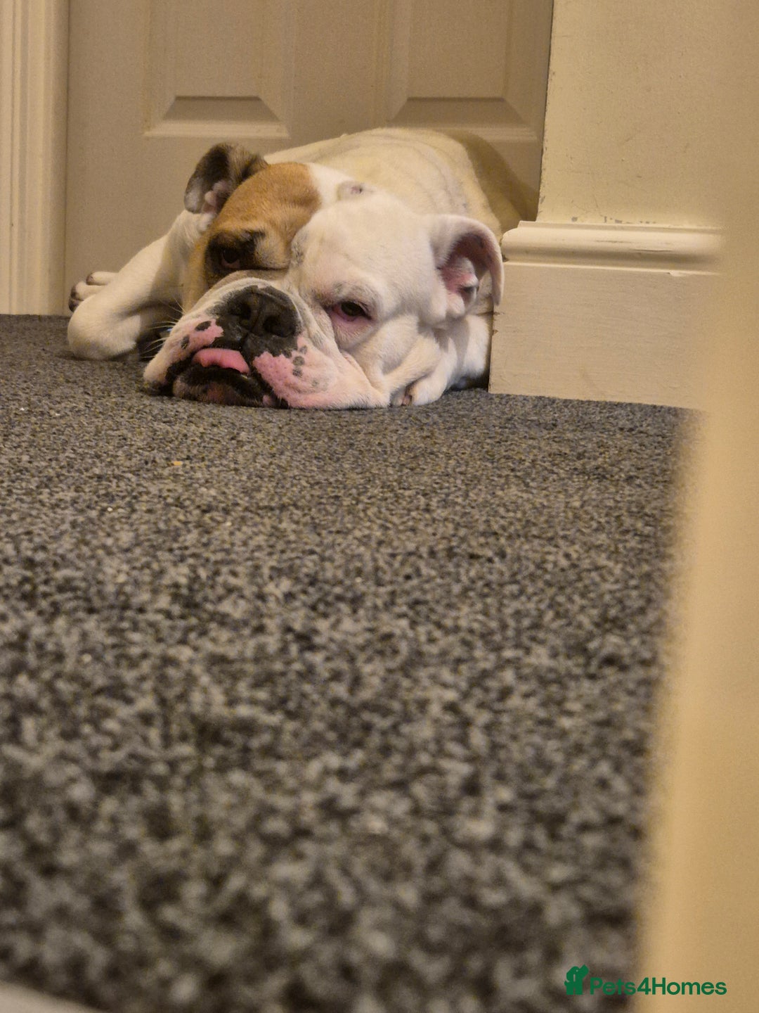 Olde English Bulldogge dogs for sale: Old english bulldog - Advert 1