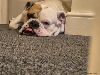 Olde English Bulldogge dogs Old english bulldog - Advert 14