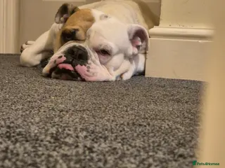 Olde English Bulldogge dogs Old english bulldog - Advert 8