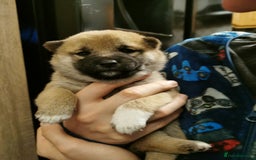 Japanese Shiba Inu dogs for sale: 1 KC Shiba inu girl left.  - Image 8