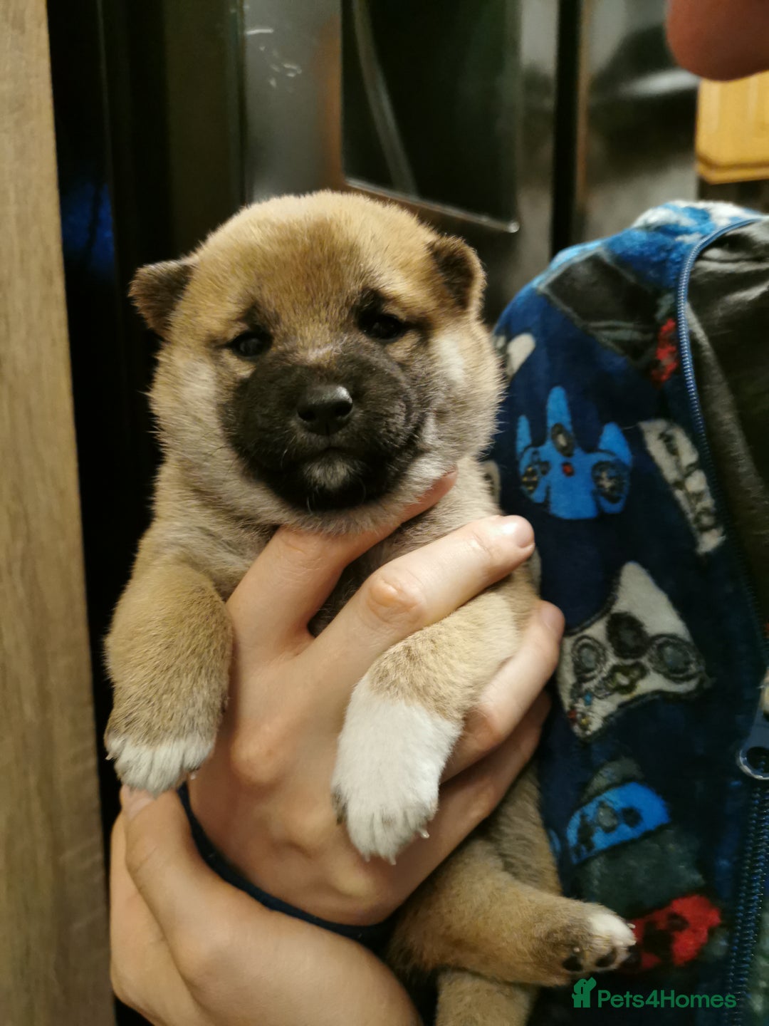 Japanese Shiba Inu dogs for sale: 1 KC Shiba inu girl left.  - Image 8