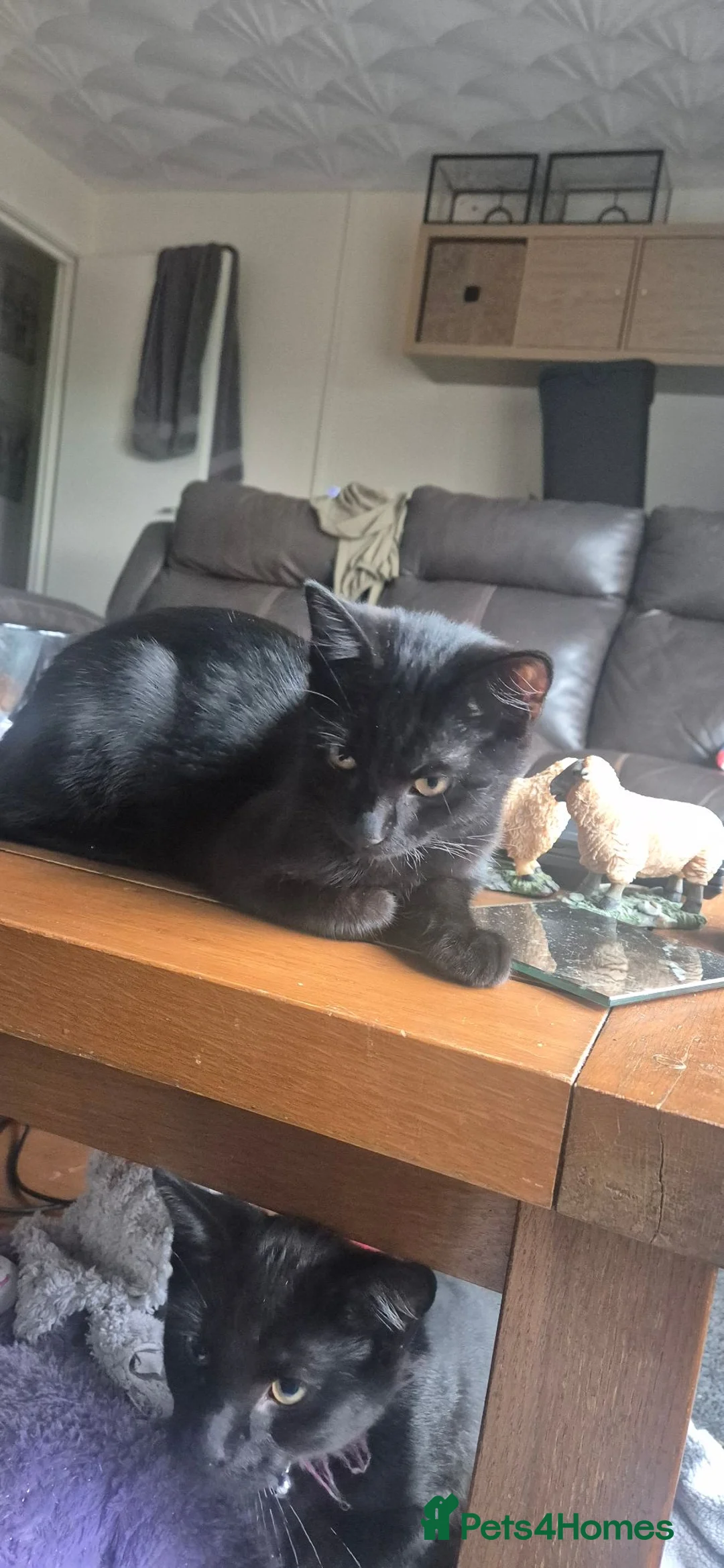 British Shorthair cats for sale: 2 cats in Pontypridd - Advert 1