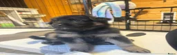 German Shepherd dogs for sale: German Shepherd Puppies – Healthy, Socialised  - Advert 6