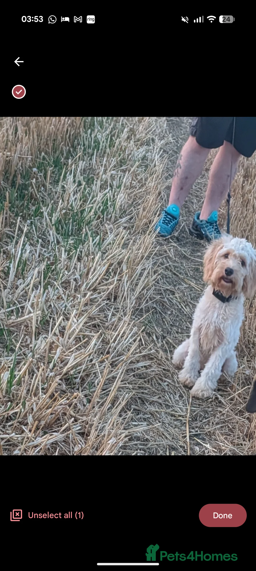 Cockapoo dogs for sale: Cockapoo puppy - Advert 2