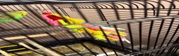 Budgerigars birds for sale: 3 budgies and cadge  in Preston - Advert 5