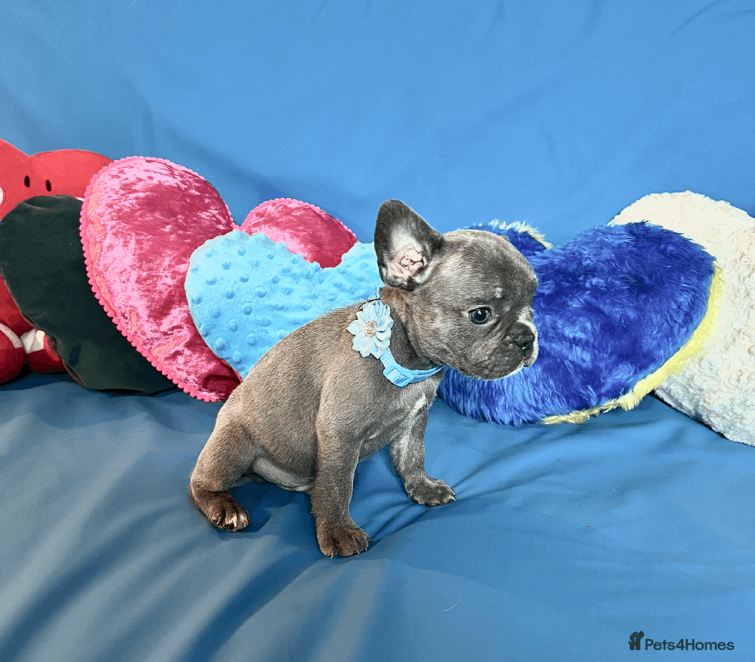 French Bulldog dogs for sale: Adorable Puppies Looking for a New Home! - Image 5