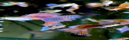 Live Bearers fish for sale: Pure Strain Guppies (A Grade) in Peterborough - Advert 3