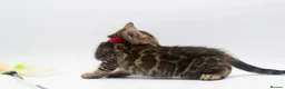 Bengal cats for sale: Beautiful Brown Bengal Boys - TICA Registered - Advert 6