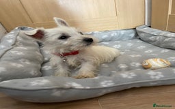 West Highland Terrier dogs for sale: Beautiful west highland terriers puppys - Image 19