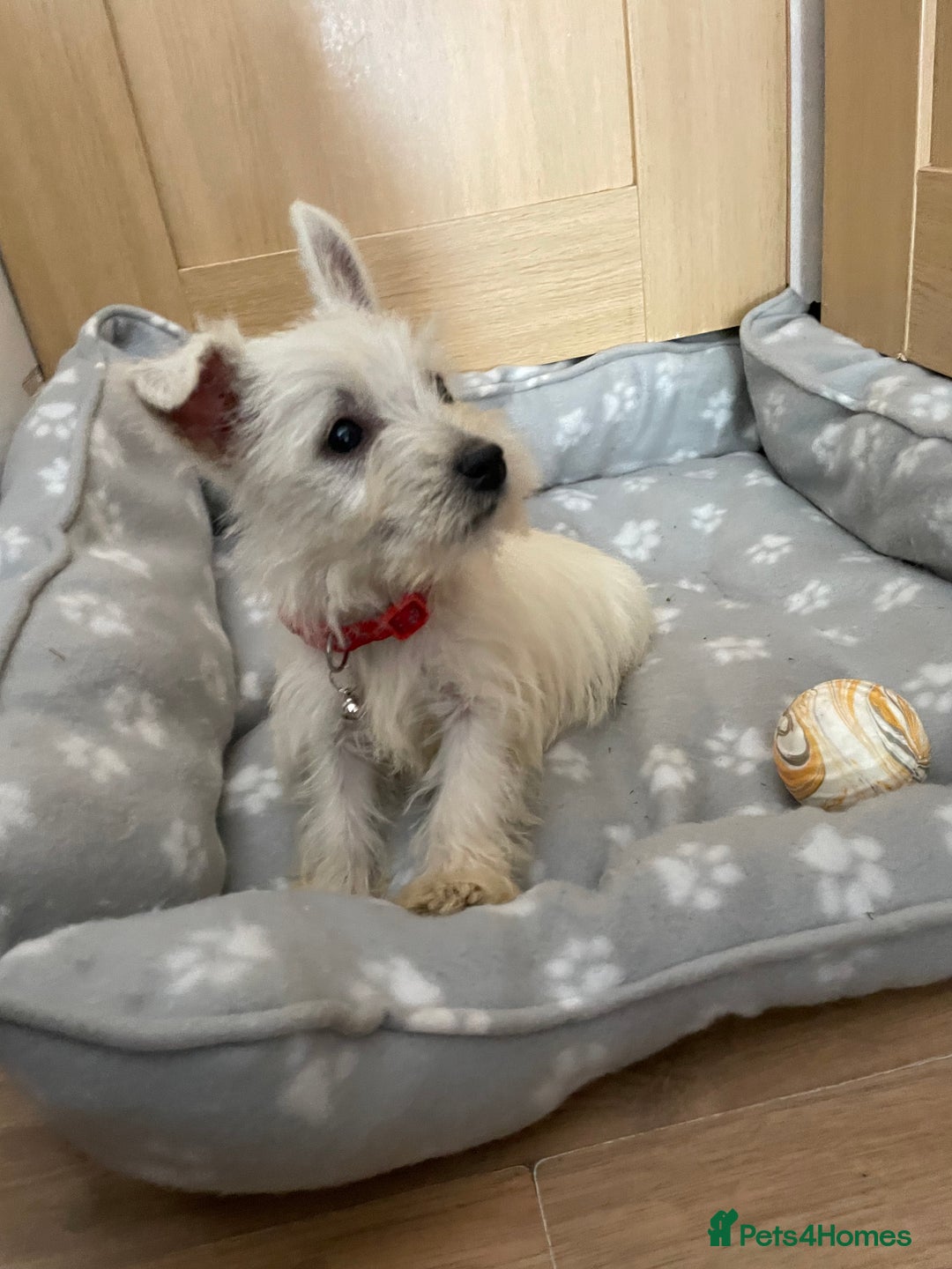 West Highland Terrier dogs for sale: Beautiful west highland terriers puppys - Image 19