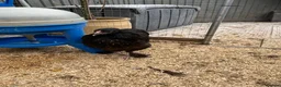 Chickens poultry for sale: Polish Pullets, and cross pullets - Advert 21