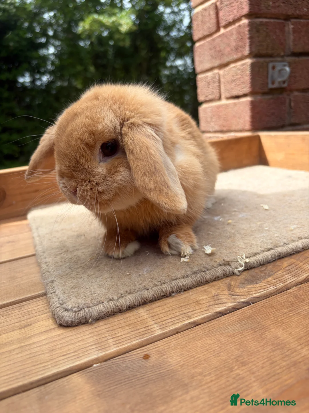 Mini Lop rabbits for sale: Little orange mini lop buck  - Advert 4