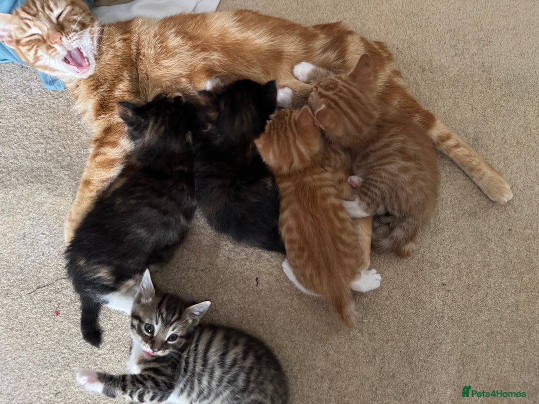 Mixed Breed cats for sale: Cute Kittens for Sale - Ginger, Grey and Black - Image 28