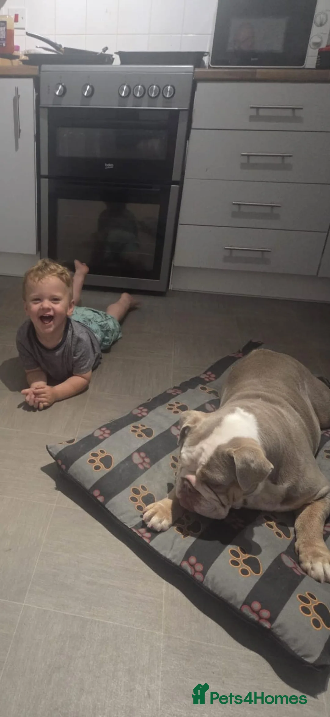 English Bulldog dogs for sale: Beautiful female English bulldog - Advert 5